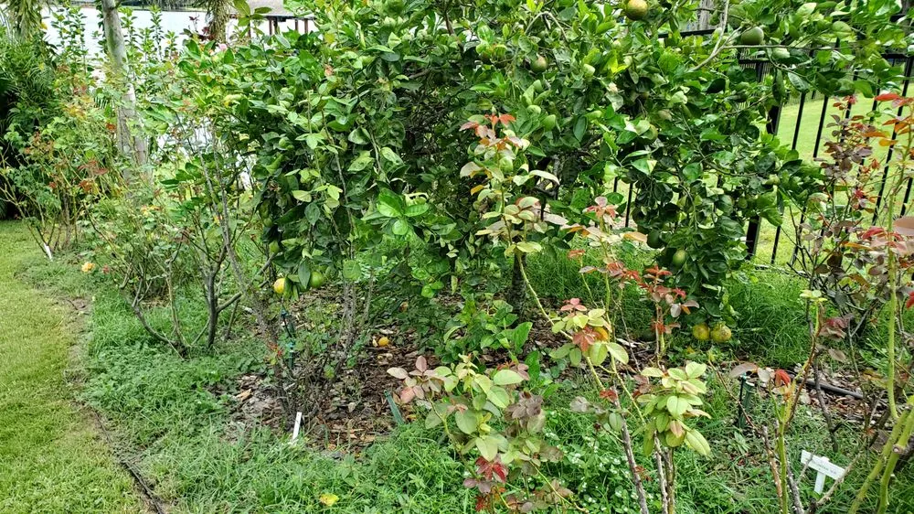 Local yard maintenance in Wahneta, FL by Bankston’s Lawn Care