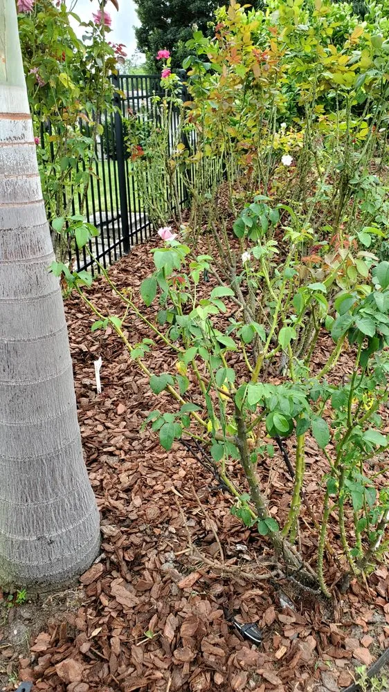 Custom residential landscaping for beautiful yards in Wahneta, FL by Bankston’s Lawn Care