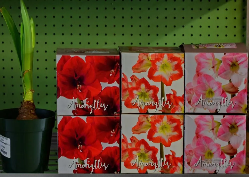 Expert yard maintenance in Bridge City, LA by Banting's Nursery