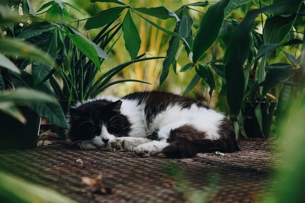 Custom lawn mowing service in Bridge City, LA - Banting's Nursery