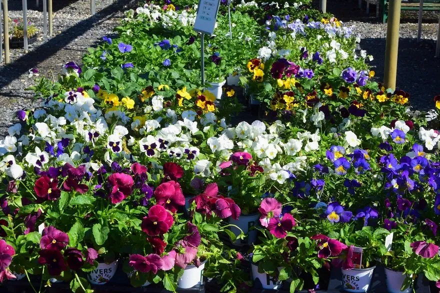 Professional landscape installation in Bridge City, LA - Banting's Nursery