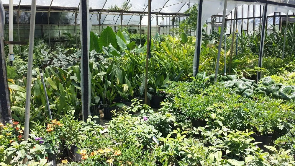 Top-rated lawn mowing service in Bridge City, LA - Banting's Nursery