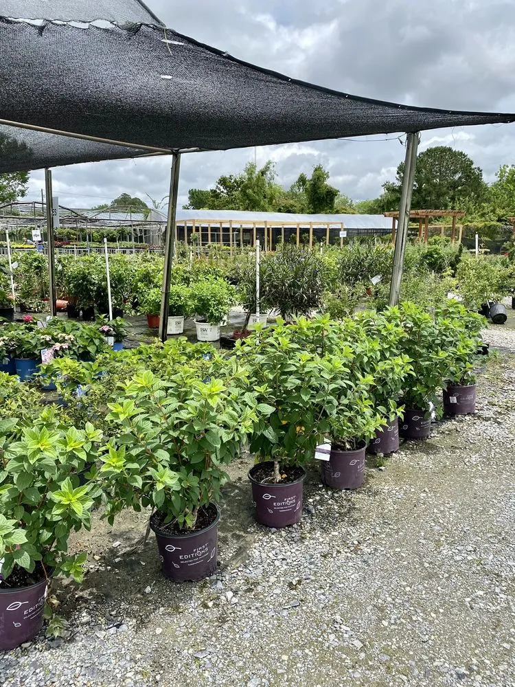 Affordable lawn mowing service in Bridge City, LA by Banting's Nursery