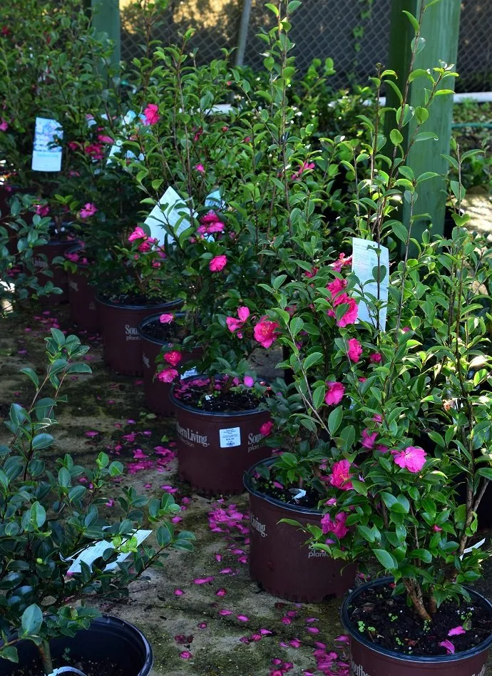 Trusted outdoor landscaping near you across Bridge City, LA - Banting's Nursery