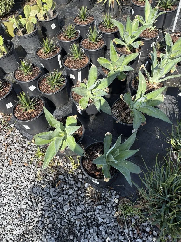 Professional yard cleanup service experts serving Bridge City, LA - Banting's Nursery