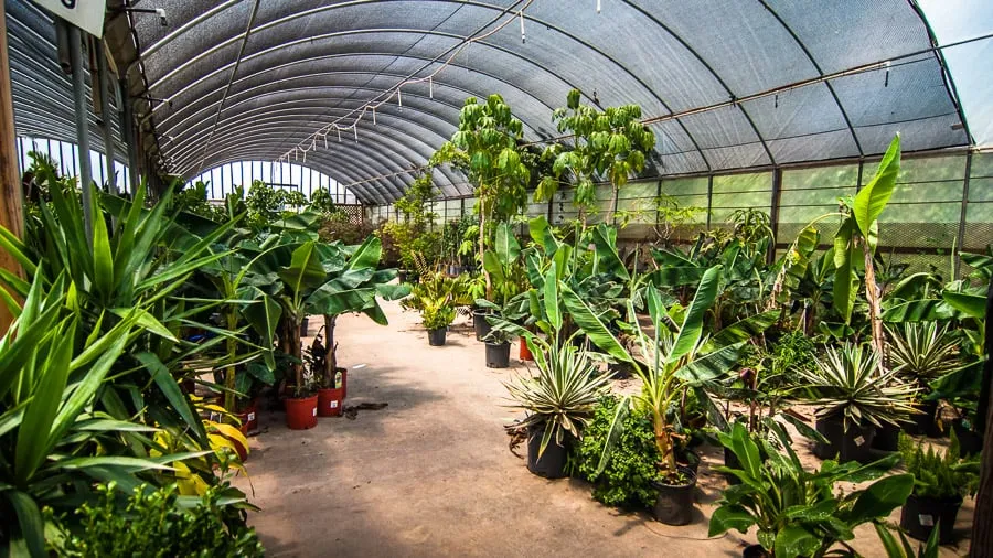 Local outdoor landscaping in Bridge City, LA by Banting's Nursery