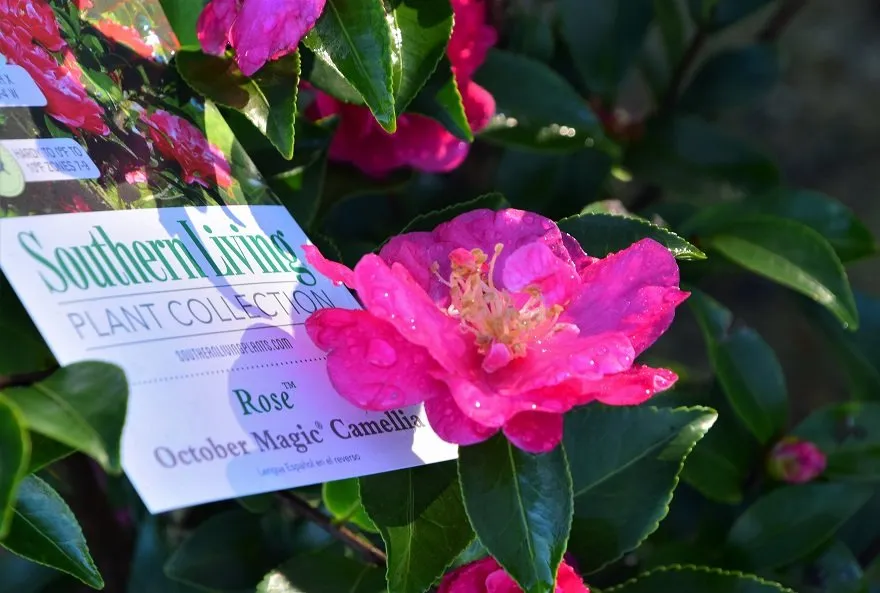 Local garden landscaping in Bridge City, LA by Banting's Nursery