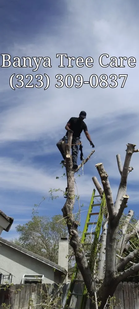 Top-rated garden landscaping experts serving Redondo Beach, CA - Banya Tree And Yard Clean