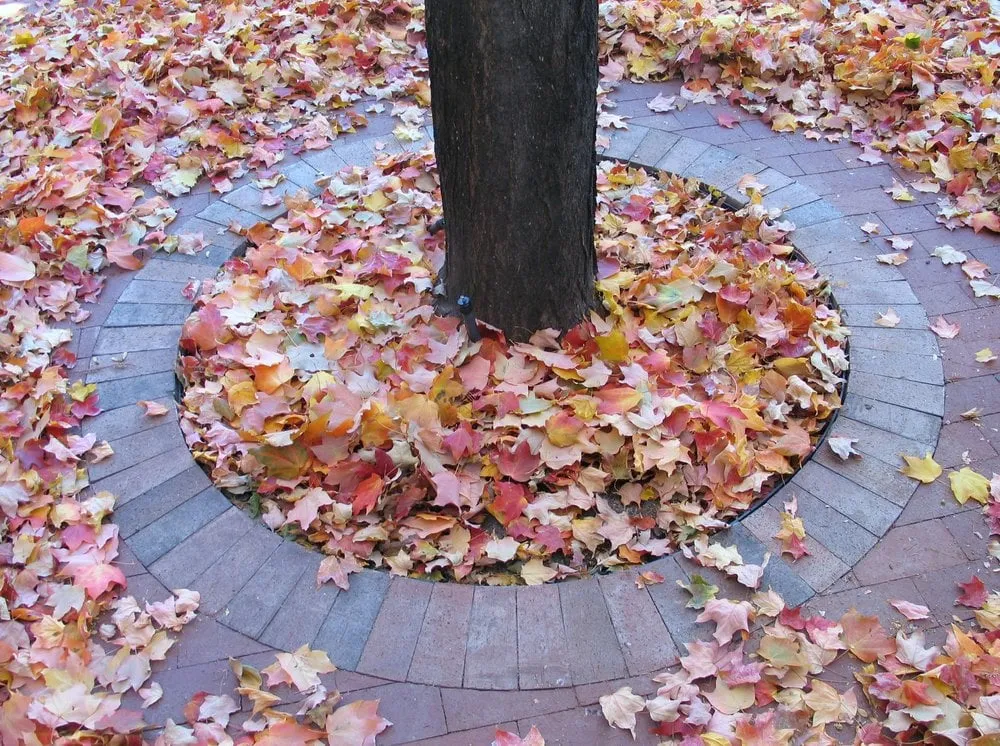 Reliable landscape installation for year-round maintenance across Ashland, OR - Banyan Tree Landscape Construction