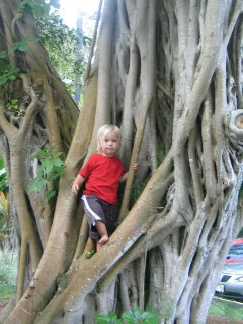 Trusted yard cleanup service for residential properties in Ashland, OR by Banyan Tree Landscape Construction