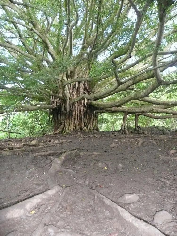 Trusted residential landscaping with custom design across Ashland, OR - Banyan Tree Landscape Construction