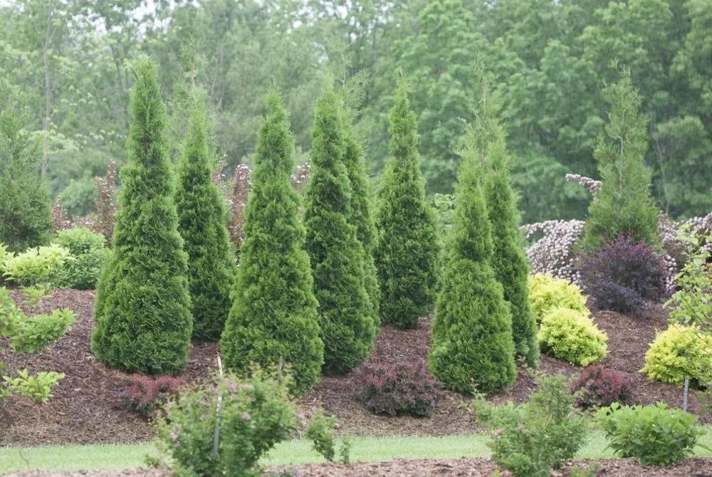 Top-rated landscape installation experts serving Rock Hill, SC - Bar Design & Build