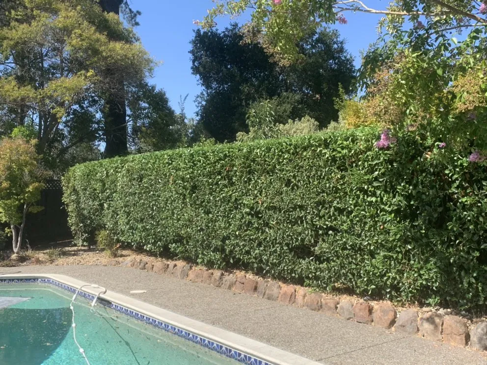 Reliable lawn care service for homes across San Francisco Bay Area, CA - Barajas Garden Service
