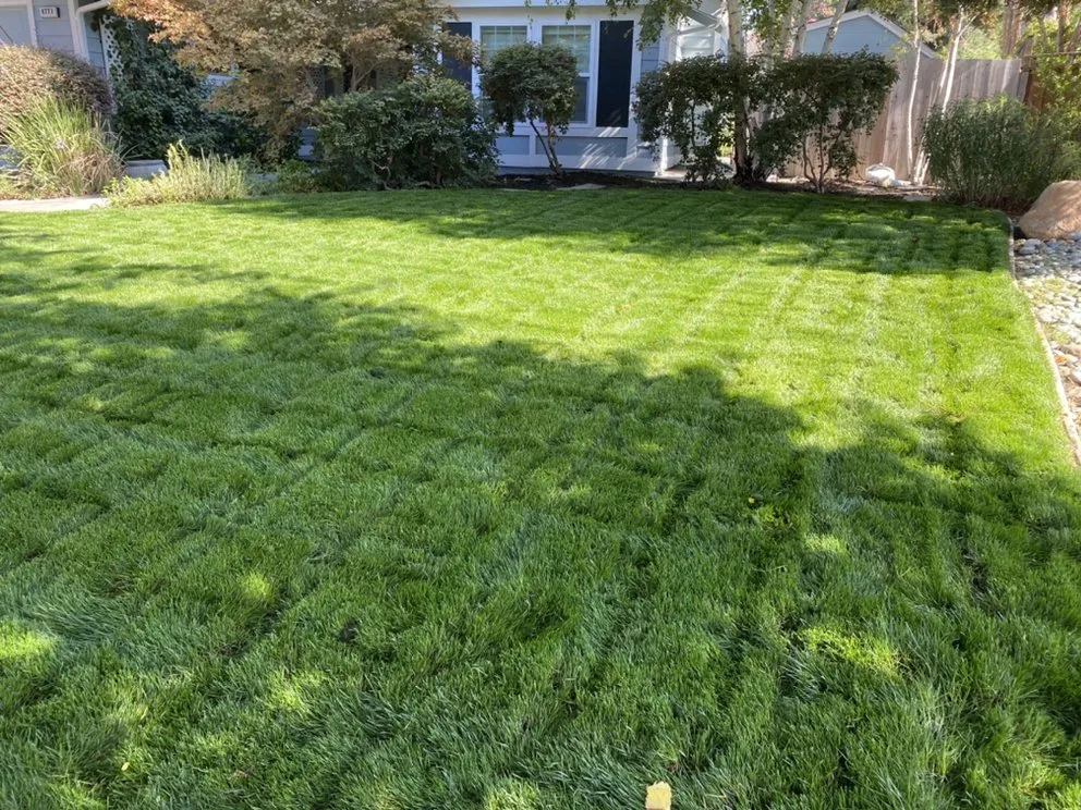 Top-rated yard cleanup service experts serving San Francisco Bay Area, CA - Barajas Garden Service