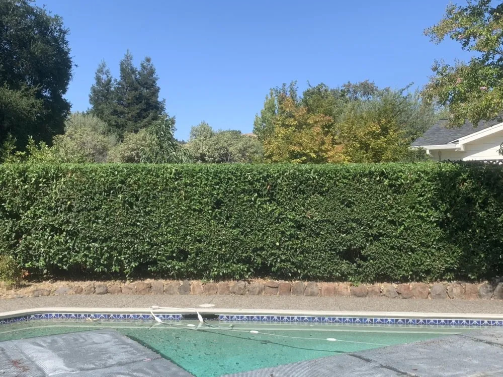 Custom yard cleanup service for year-round maintenance in San Francisco Bay Area, CA by Barajas Garden Service