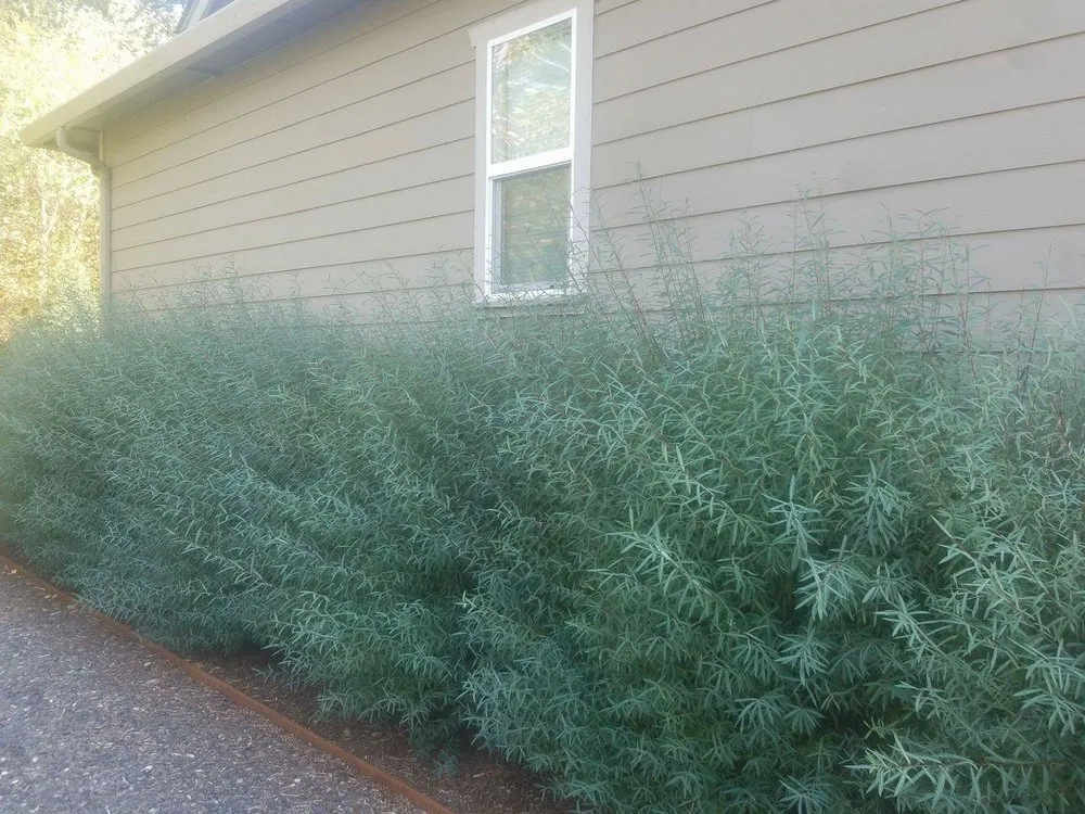 Top-rated landscape installation for outdoor upgrades across White Salmon, WA - Barajas Victorio Landscaping