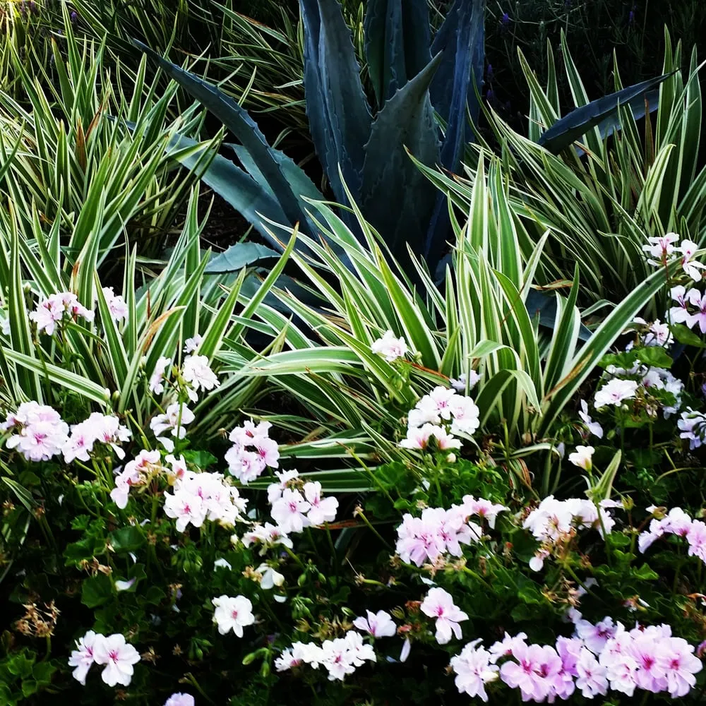 Expert outdoor landscaping in Santa Monica, CA - Barba Landscape