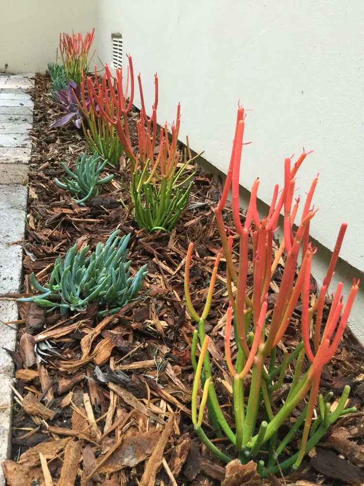 Trusted yard maintenance for residential properties in Santa Monica, CA by Barba Landscape