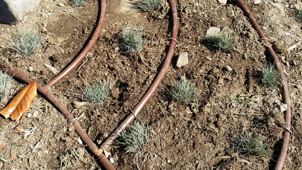 Custom garden landscaping in Santa Monica, CA - Barba Landscape