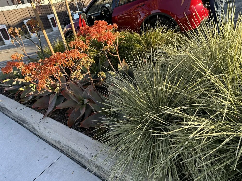 Local residential landscaping in Santa Monica, CA - Barba Landscape