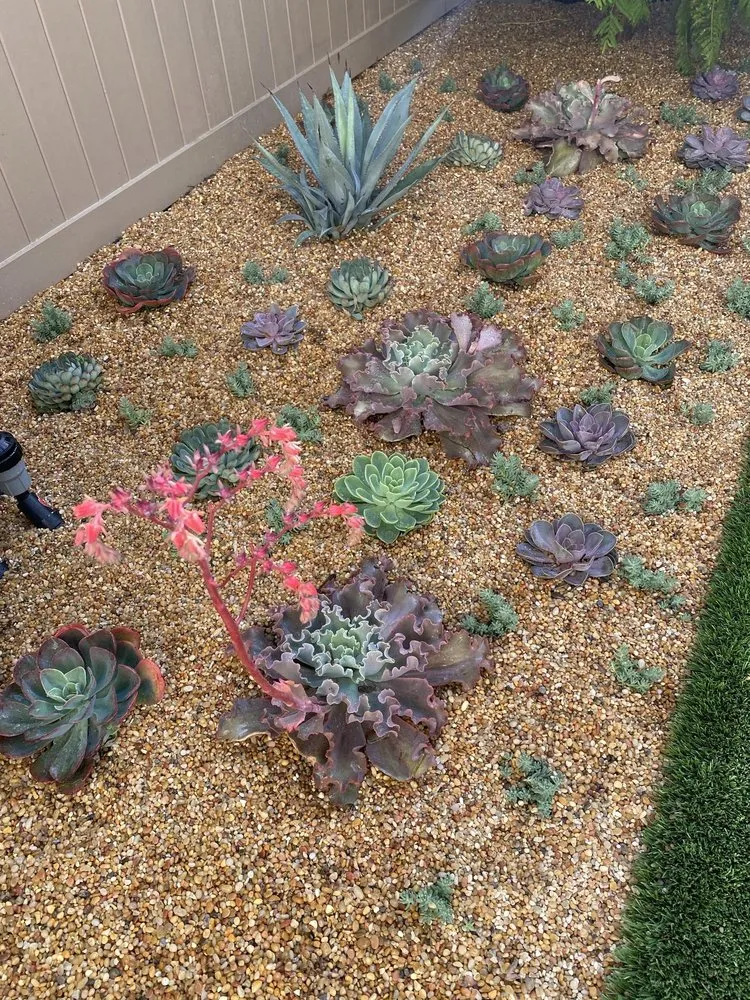 Trusted garden landscaping in Santa Monica, CA - Barba Landscape