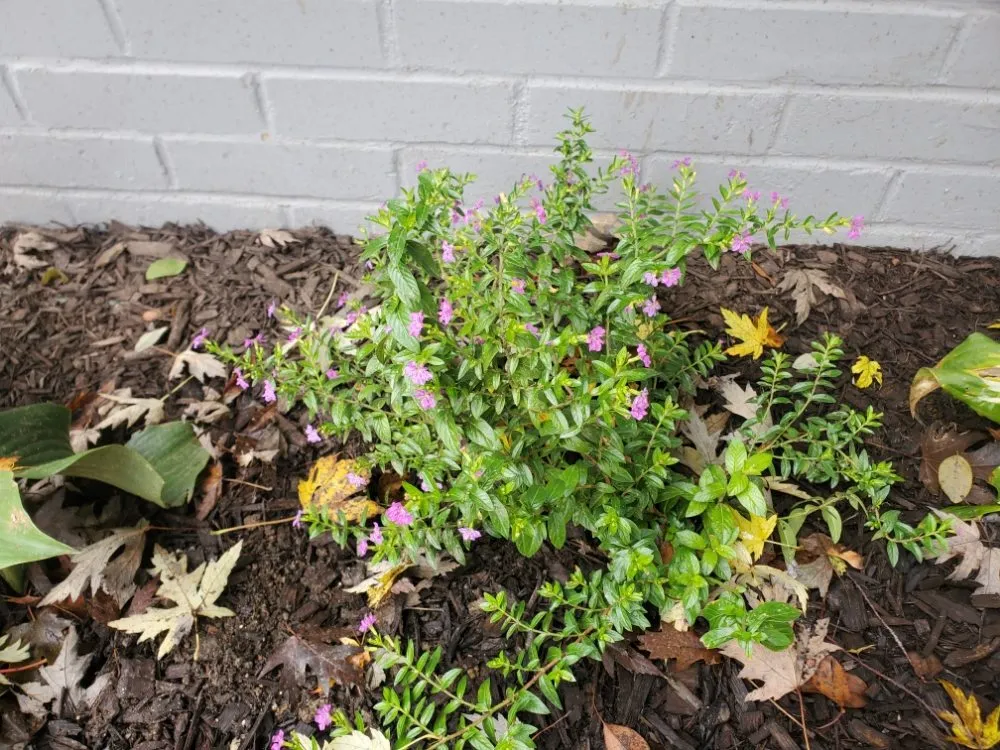 Expert landscape design experts serving West Chester, PA - Barber Boy's