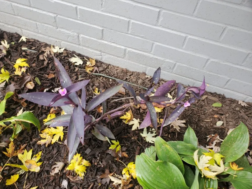 Affordable yard maintenance for year-round maintenance in West Chester, PA by Barber Boy's