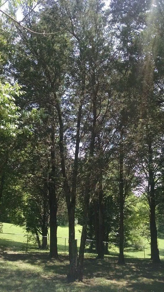 Local yard maintenance in Shelbyville, TN by Barber's Tree Service