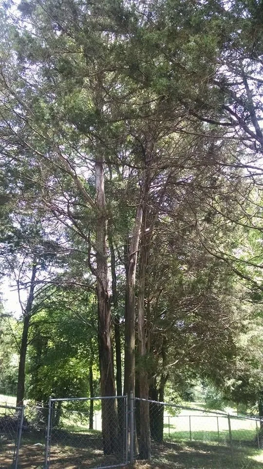 Custom landscaping services with custom design in Shelbyville, TN by Barber's Tree Service