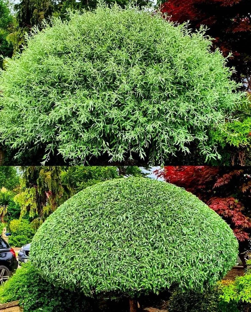 Local outdoor landscaping in Shoreline, WA - Barbosa Landscaping