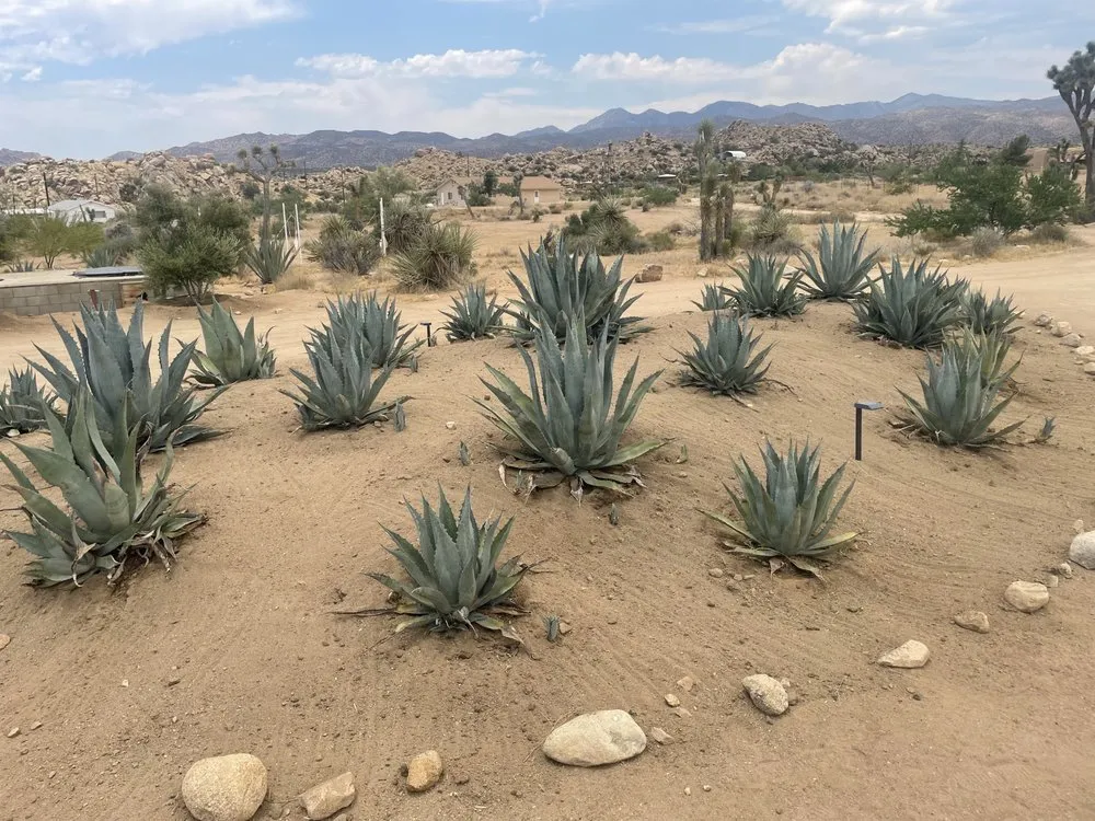Professional lawn mowing service for year-round maintenance in Yucca Valley, CA by Barbours LandCare