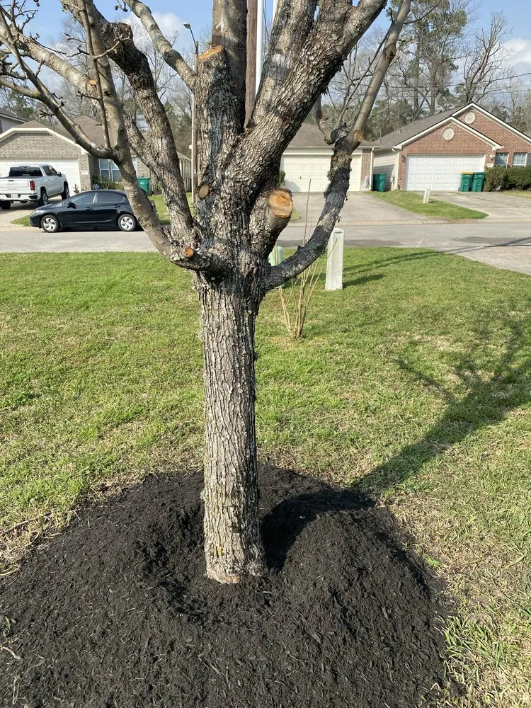 Local residential landscaping in Conroe, TX by Barcenas Brothers Landscaping & Lawn Services