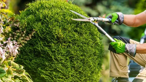 Professional landscaping services for year-round maintenance in Palmdale, CA by Barcenas Tree Service and Landscaping