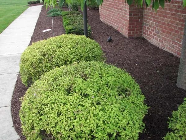 Local landscaping services experts serving Warren, OH - Bare Root Landscaping