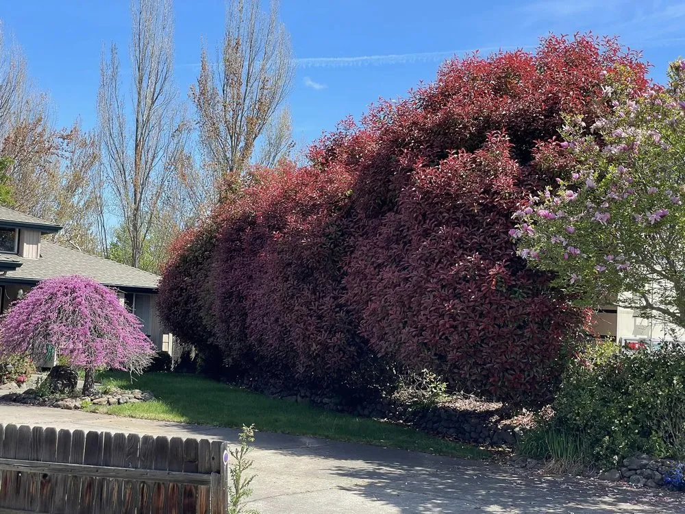 Expert lawn care service for year-round maintenance in Medford, OR by Barefoot Gardens Lawn Care