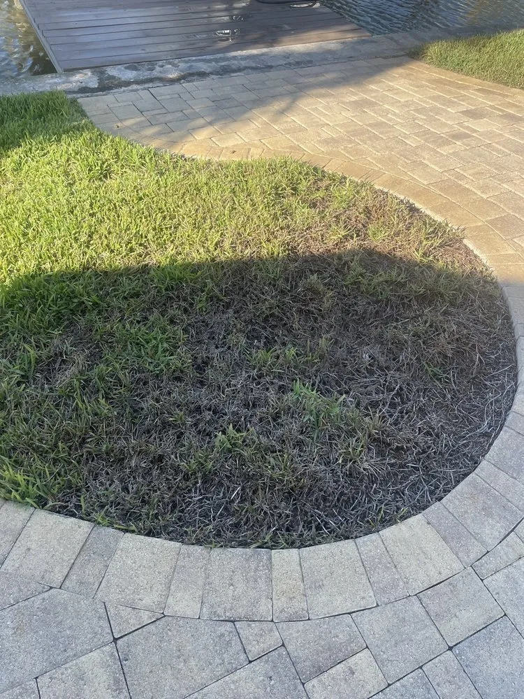 Professional lawn care service in Largo, FL - Barefoot Grass