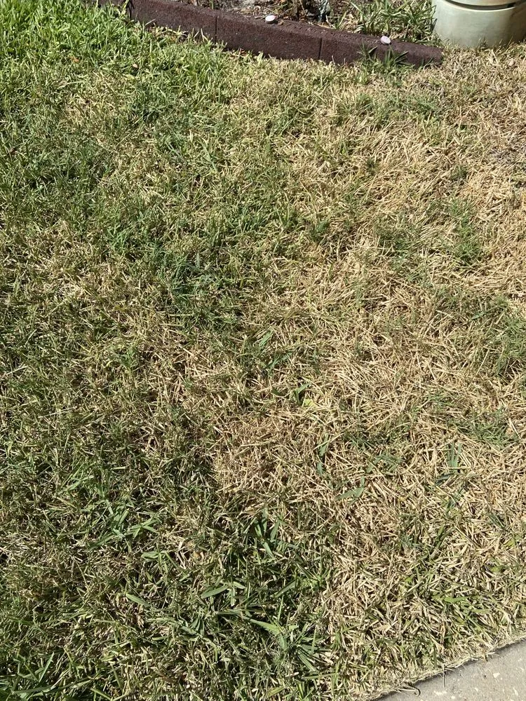 Top-rated landscape design experts serving Largo, FL - Barefoot Grass