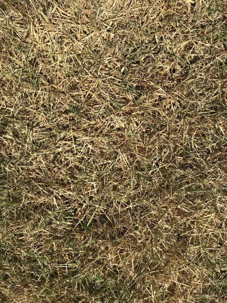 Custom yard cleanup service in Largo, FL - Barefoot Grass