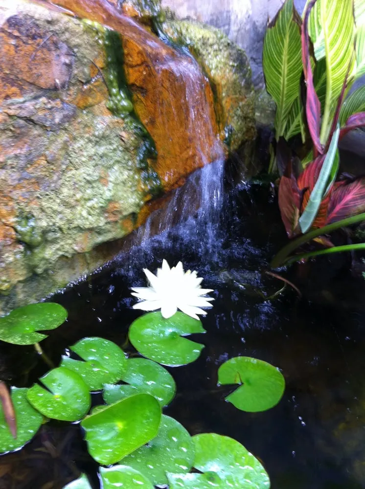 Affordable outdoor landscaping experts serving Los Angeles, CA - Barefoot Landscape