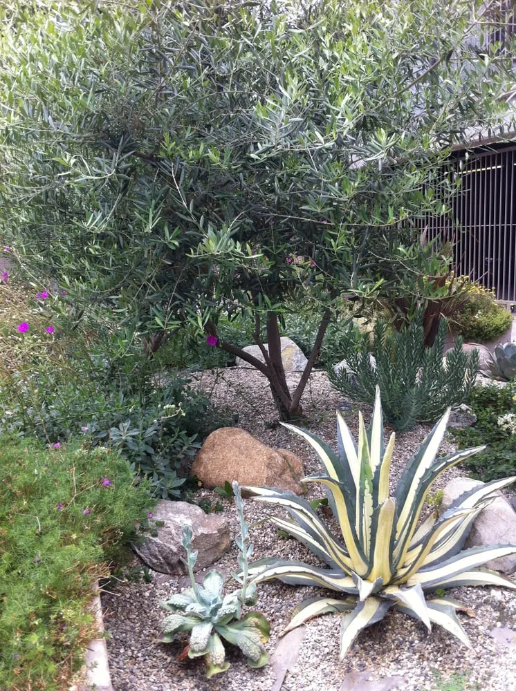 Top-rated lawn mowing service in Los Angeles, CA - Barefoot Landscape