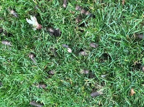 Trusted yard cleanup service in Sound Beach, NY - Barefoot Property Management