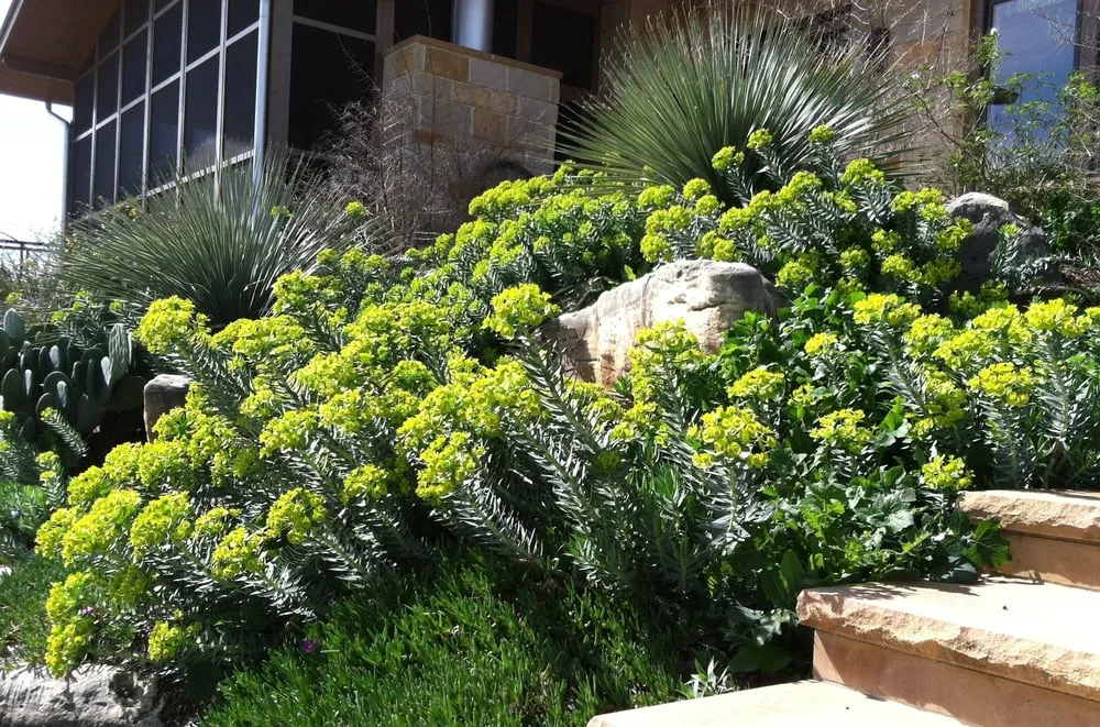 Top-rated yard cleanup service near you in Austin, TX by Barger Brenda Landscape Design