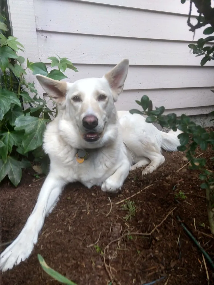 Expert yard maintenance for residential properties across Woodinville, WA - Bark King Blower Truck Service