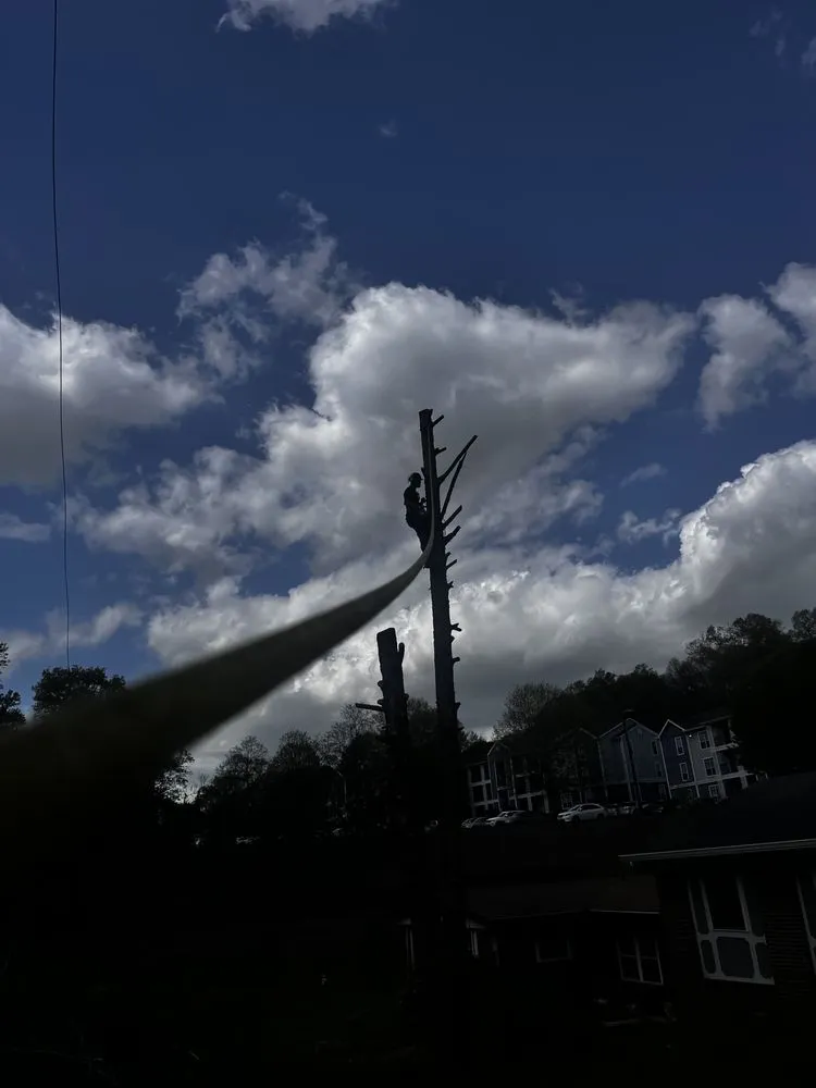 Professional lawn care service experts serving Knoxville, TN - Barkin Trees & Landscaping