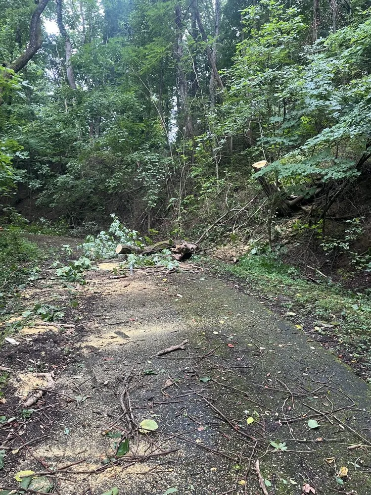 Trusted yard cleanup service in Knoxville, TN by Barkin Trees & Landscaping