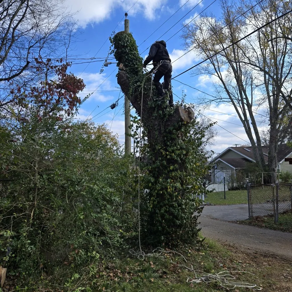 Expert outdoor landscaping experts serving Knoxville, TN - Barkin Trees & Landscaping