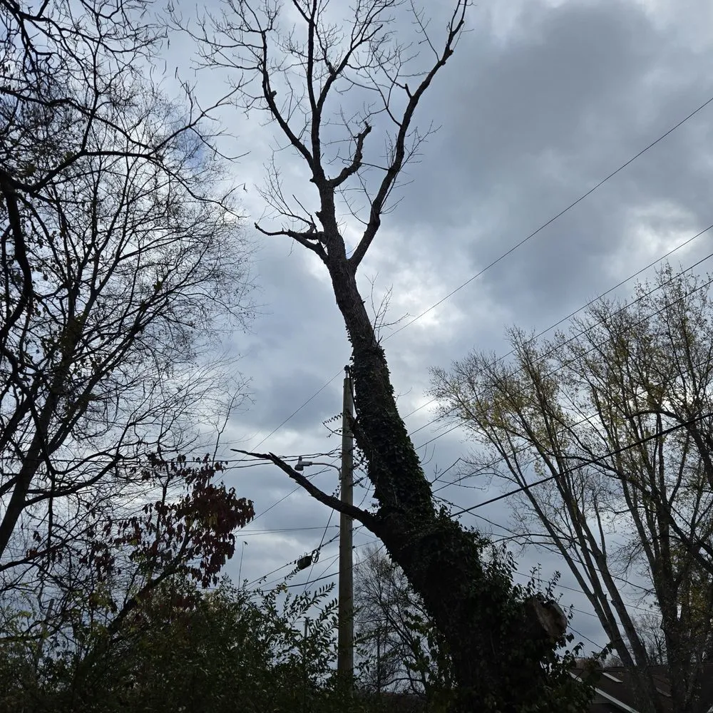 Trusted residential landscaping experts serving Knoxville, TN - Barkin Trees & Landscaping