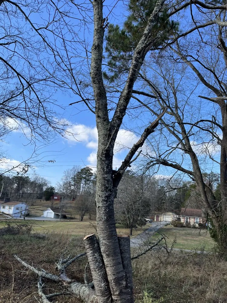 Affordable residential landscaping in Knoxville, TN - Barkin Trees & Landscaping