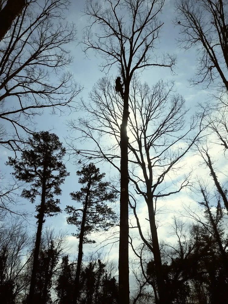 Custom outdoor landscaping in Knoxville, TN by Barkin Trees & Landscaping