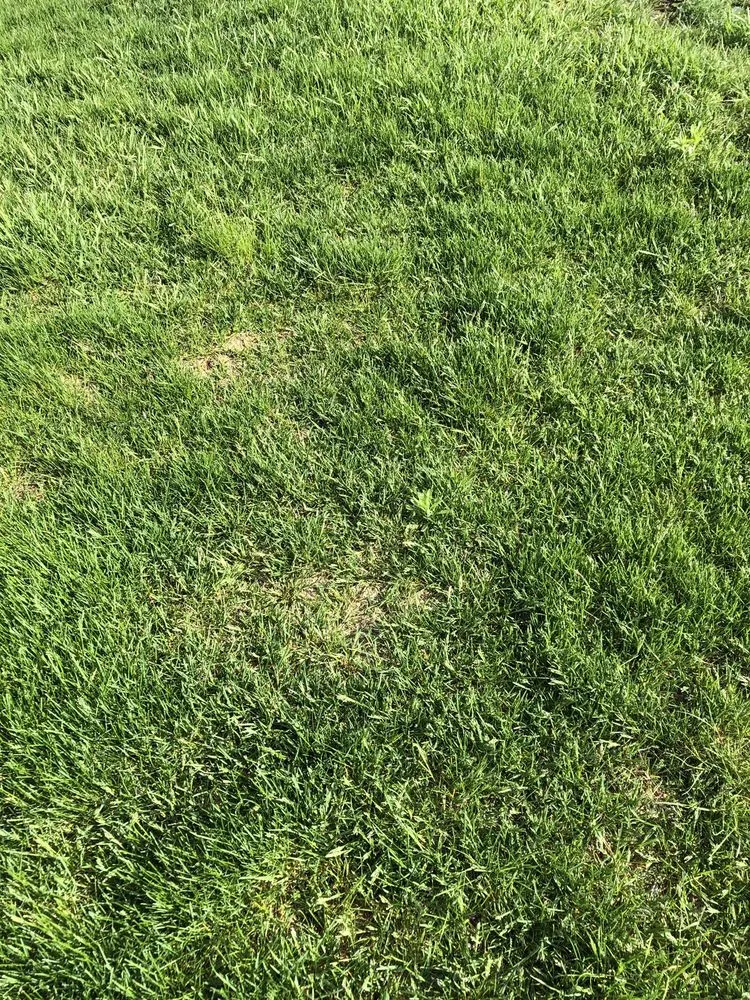 Expert lawn care service for beautiful yards across Davison, MI - Barkman Landscaping